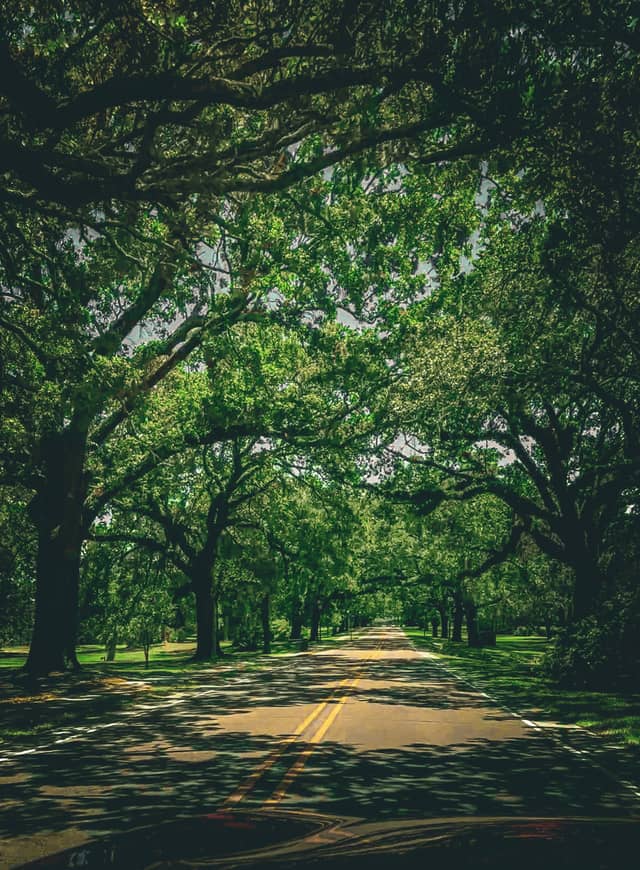 Veterans Avenue Oak Canopy - Image 1