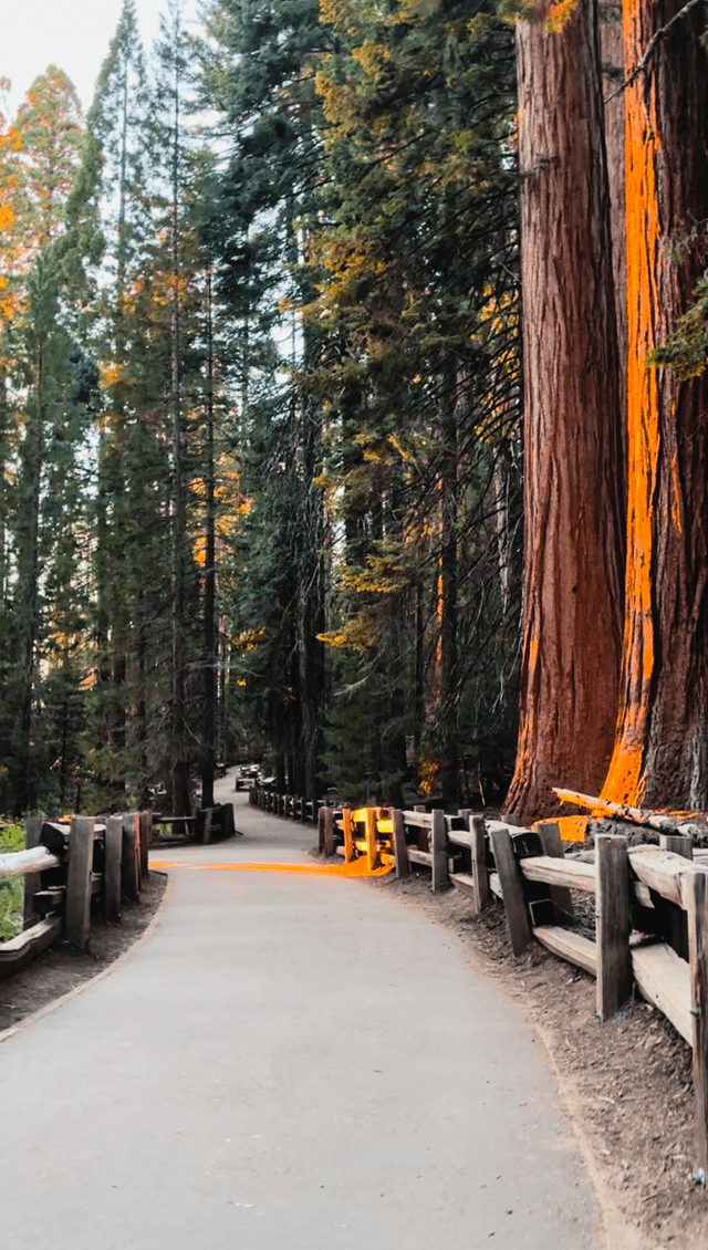 Giant Forest Sequoia Grove - Image 1