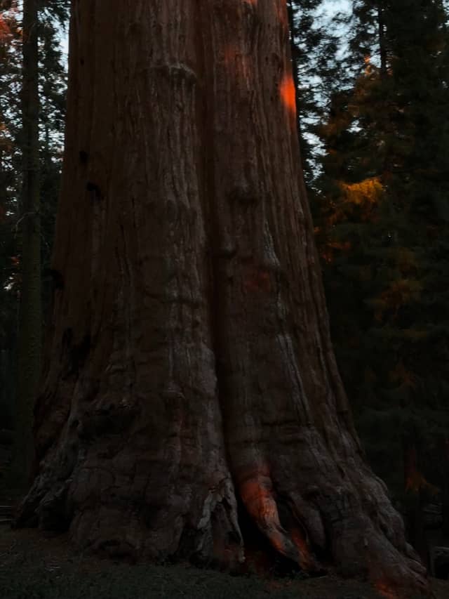 Giant Forest Sequoia Grove - Image 2