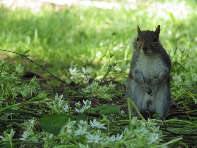 Van Cortlandt Park - Image 1