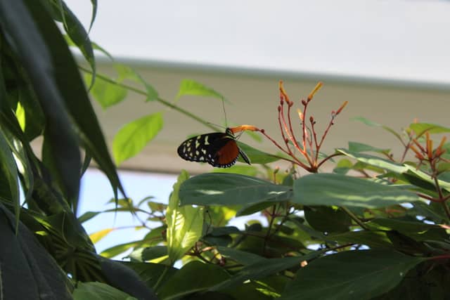 Tennessee Aquarium Butterfly Pavilion - Image 1