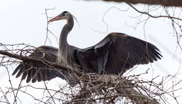 McLean Heron Nesting Site - Image 1