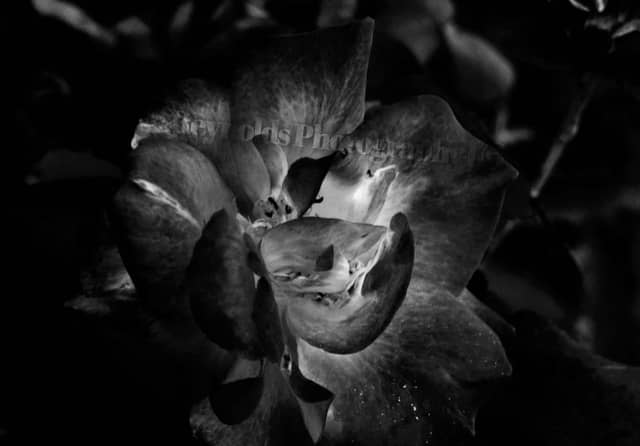 East Texas Rural Garden - Image 1