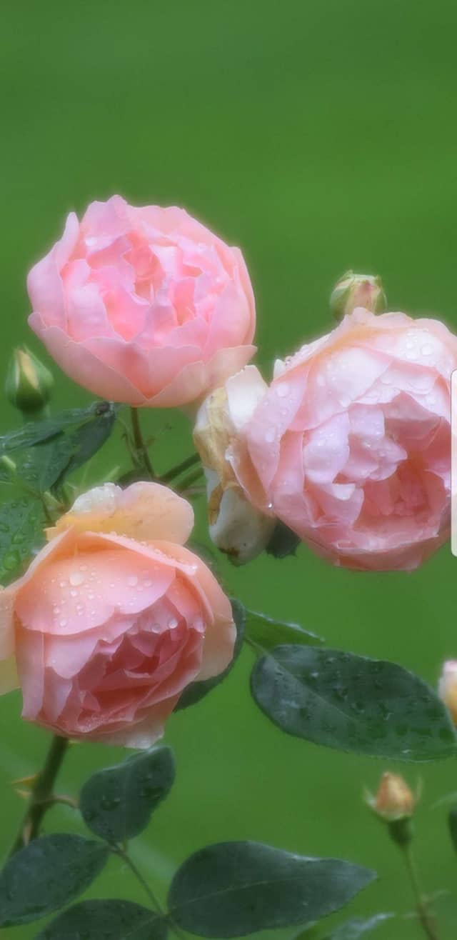 Gibsonburg Garden Blooms - Image 1