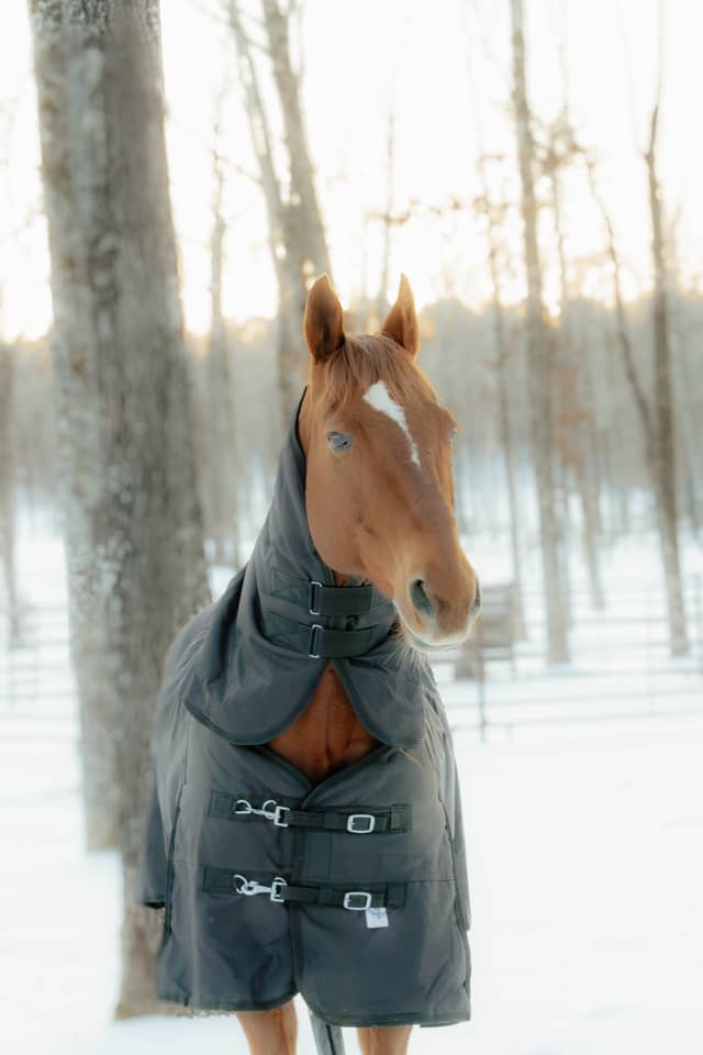 Cabot Equestrian Farm - Image 1