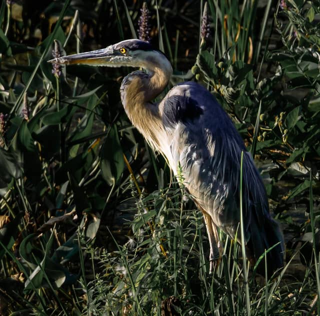 Nashua River Wildlife Area - Image 1