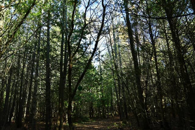 Northport Forest Trail - Image 1