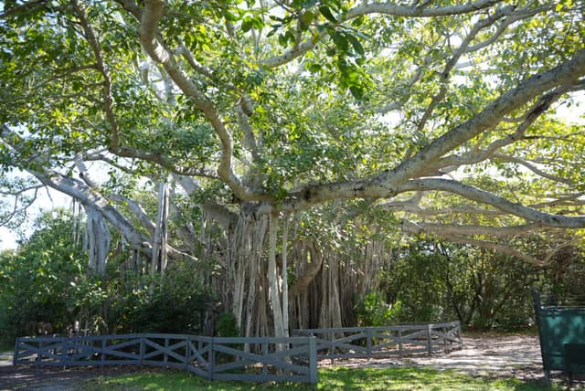 Hugh Taylor Birch State Park Banyan Tree - Image 1