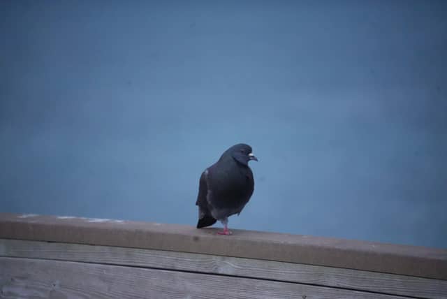 Dania Beach Pier - Image 1