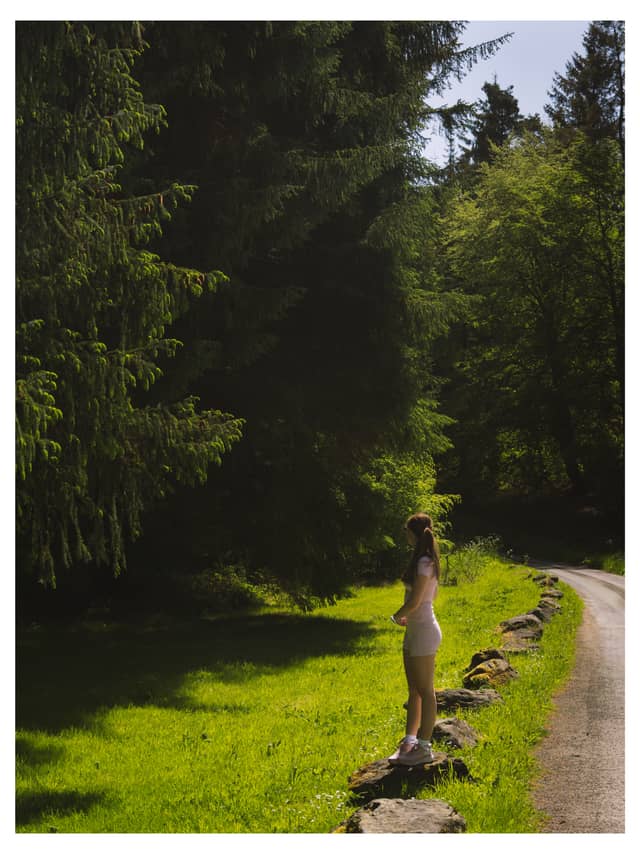 Clocaenog Forest Woodland Path - Image 1