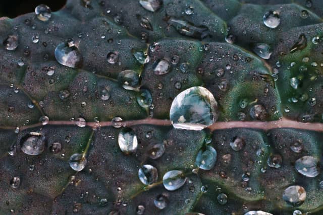 Smithers Garden Macro Spot - Image 1