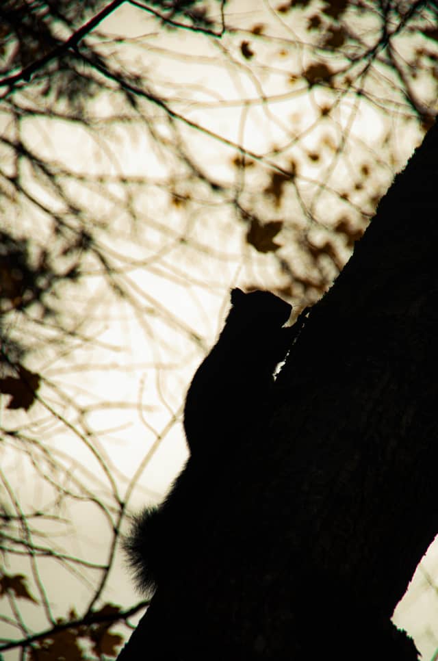 Orléans Suburban Canopy - Image 1