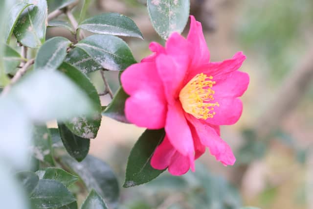 Kokubunichiba Neighborhood Flora - Image 1