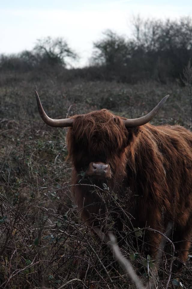 North Foreland Pasture - Image 1
