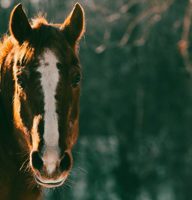 Oldenburg Horse Pastures - Image 1