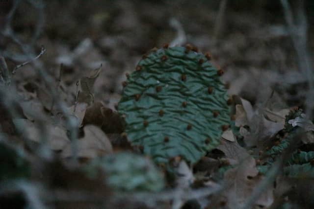 Spring Meadows Wooded Trail - Image 1