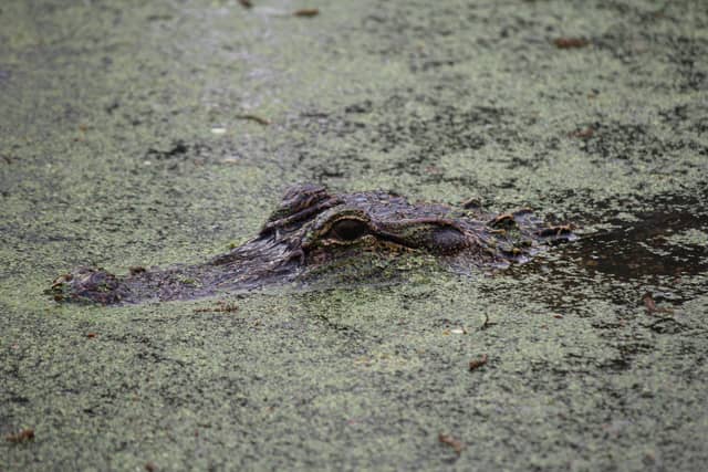 Armand Bayou Nature Center - Image 1
