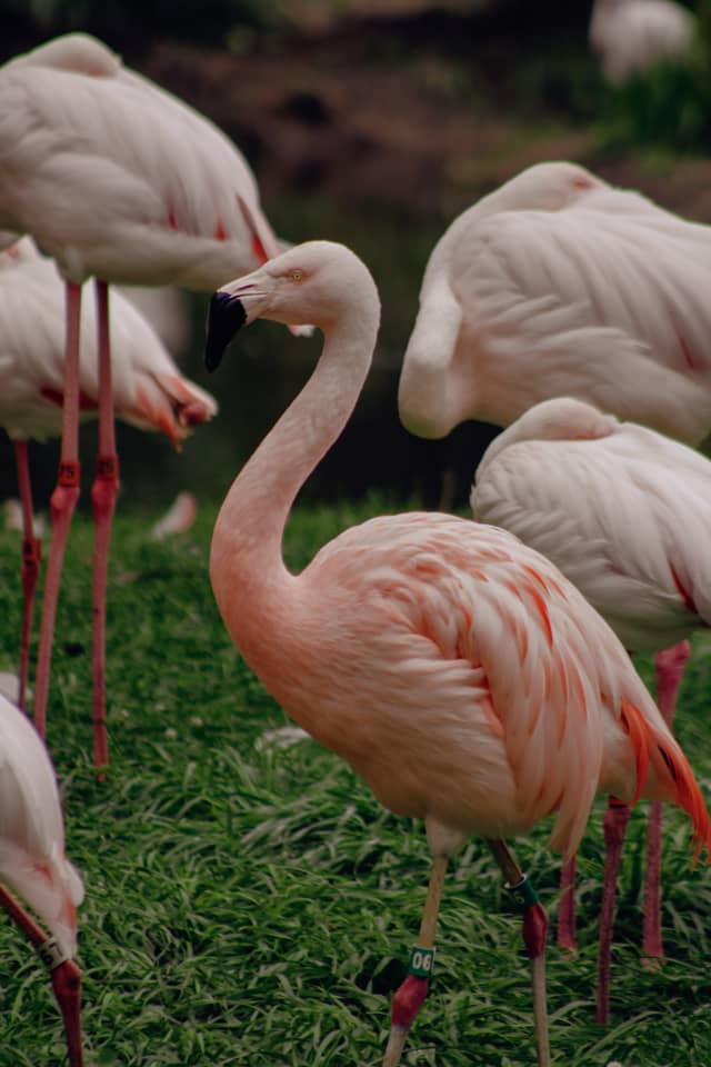 Detroit Zoo Flamingo Habitat - Image 1