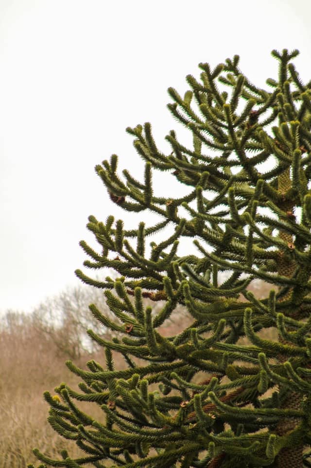 Monkey Puzzle Tree at Telford Nature Area - Image 1