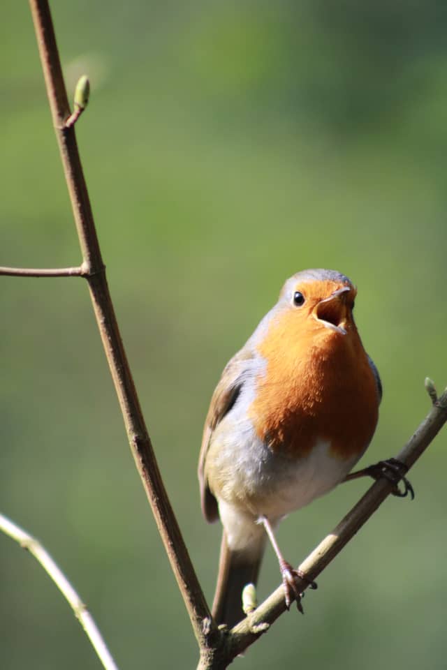 Willenhall Garden Wildlife - Image 1