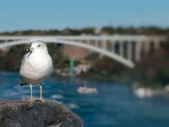Niagara River Gorge Promenade - Image 1