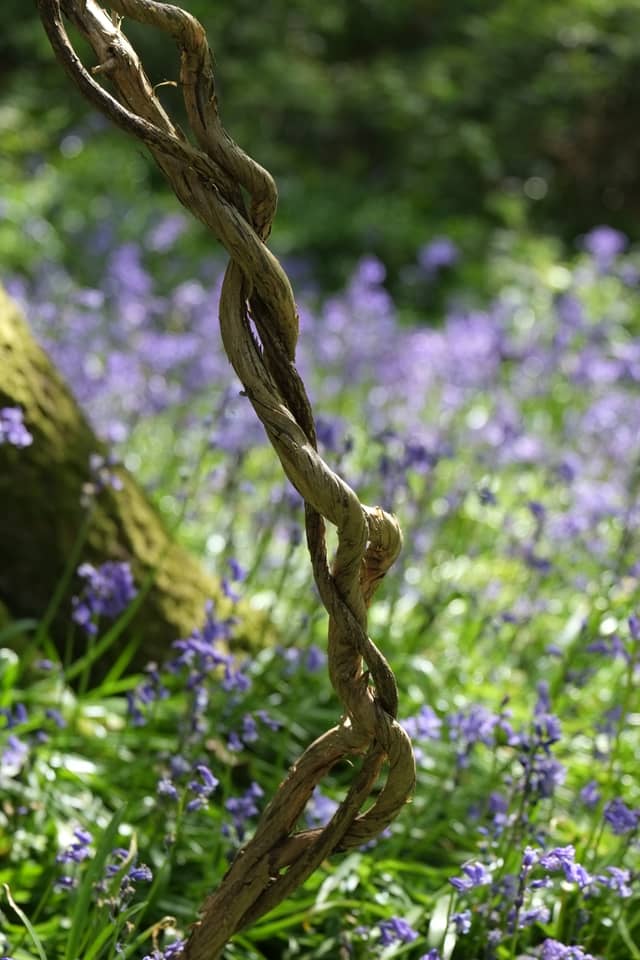 West Sussex Bluebell Woods - Image 1