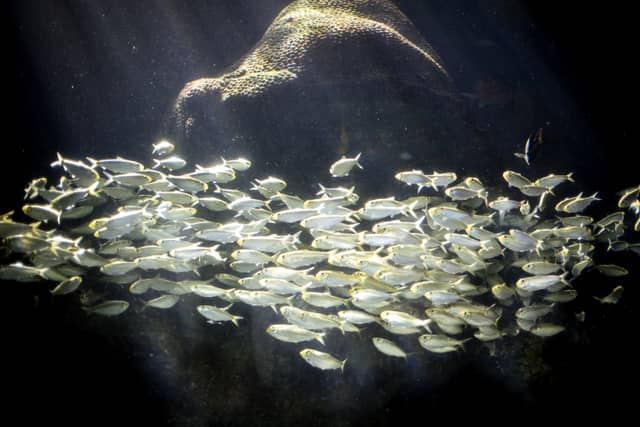 The Florida Aquarium - Image 1