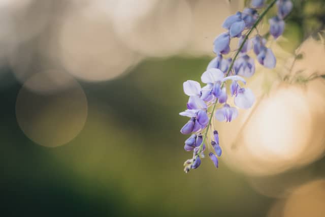 Starke Wisteria Blooms - Image 1