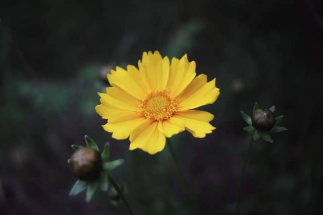 Woodfield Neighborhood Garden - Image 1