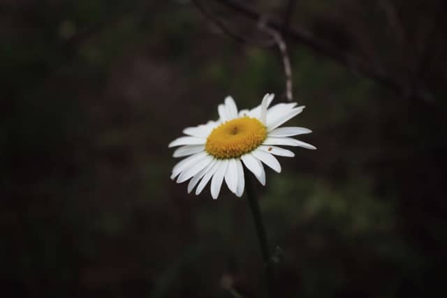 Richmond Street Urban Garden - Image 1