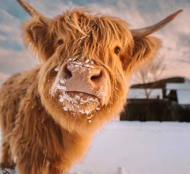 Tecumseh Highland Cattle Pastures - Image 1