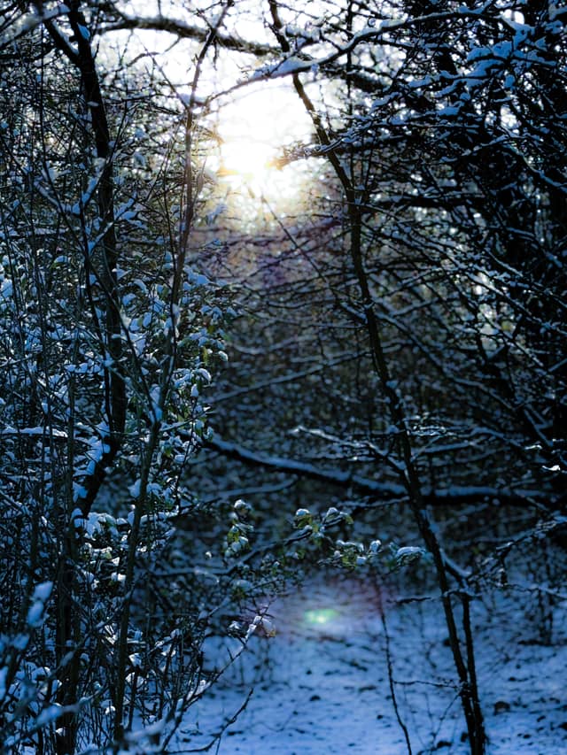 Winter Woodland Trail, Norfolk - Image 1