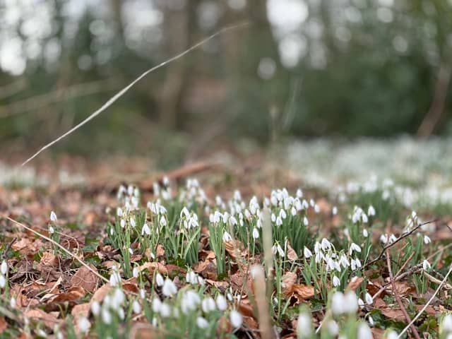 Linacre Reservoirs Woodland - Image 1