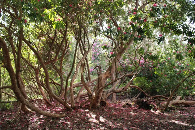 Seaforde Gardens - Image 1
