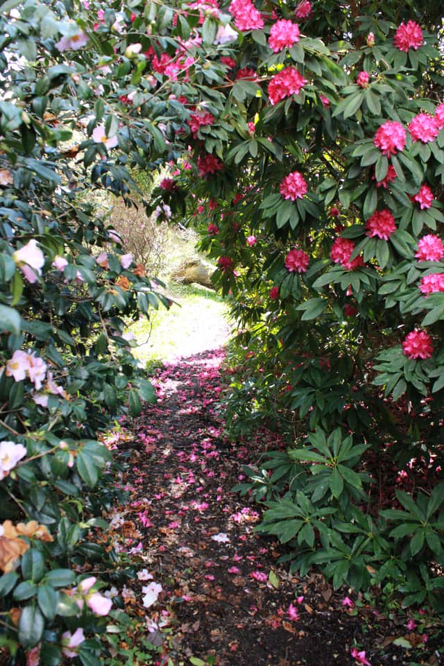 Seaforde Gardens & Herb Garden - Image 1