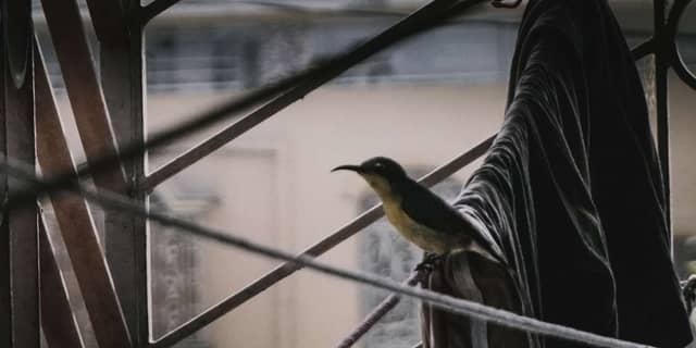 Urban Balcony Bird Perch - Image 1