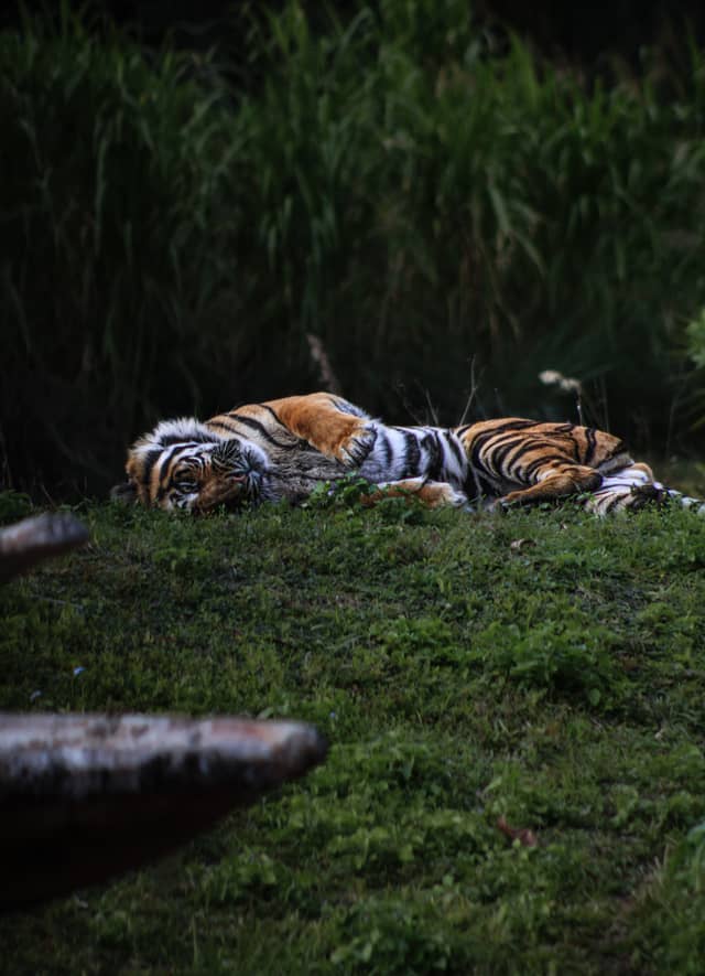 Maharajah Jungle Trek Tiger Habitat - Image 1