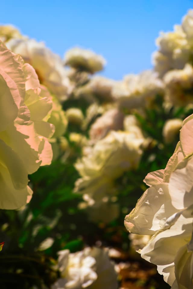 Adelman Peony Gardens - Image 1