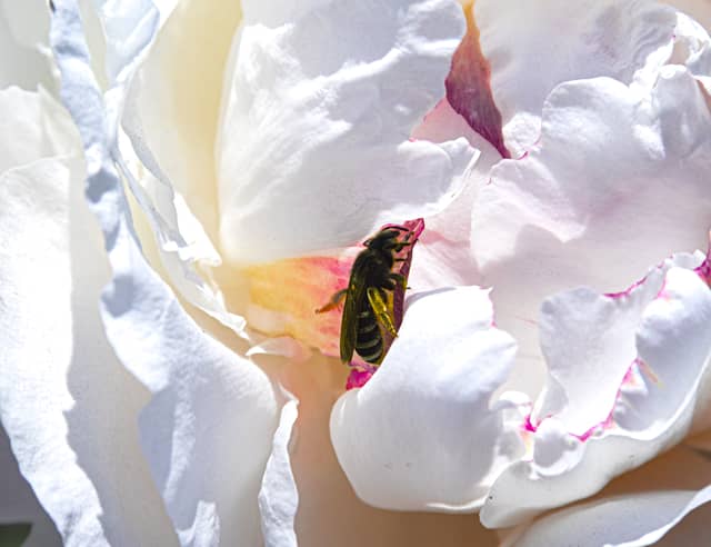 Adelman Peony Gardens - Image 1