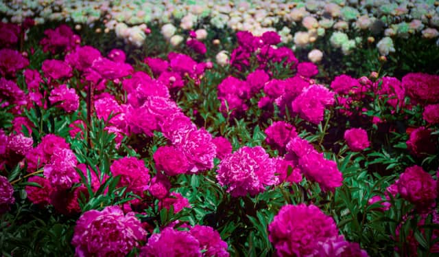 Adelman Peony Gardens - Image 1