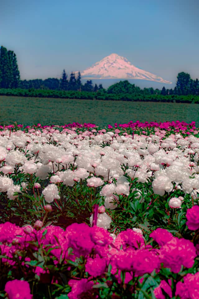 Adelman Peony Gardens - Image 1