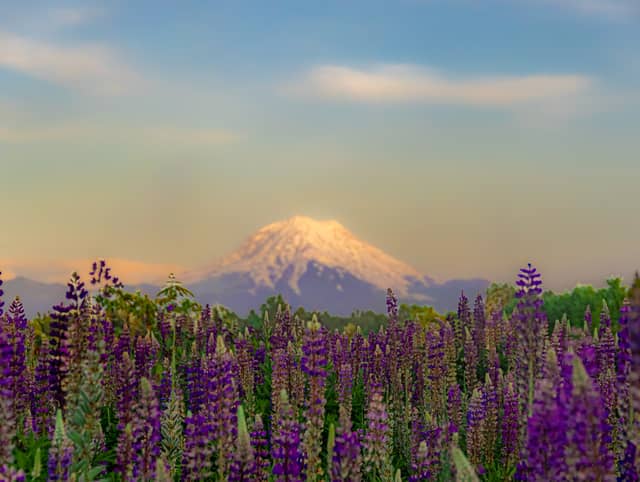 Mount Rainier View from Puyallup Valley - Image 1