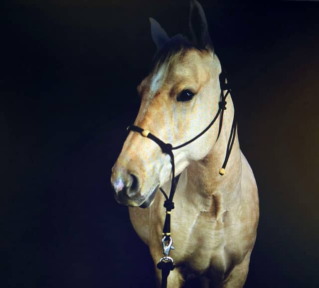 Downtown Stratford Equestrian Studio - Image 1