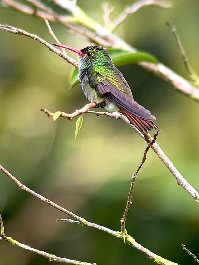 Arenal Rainforest Bird Habitat - Image 1