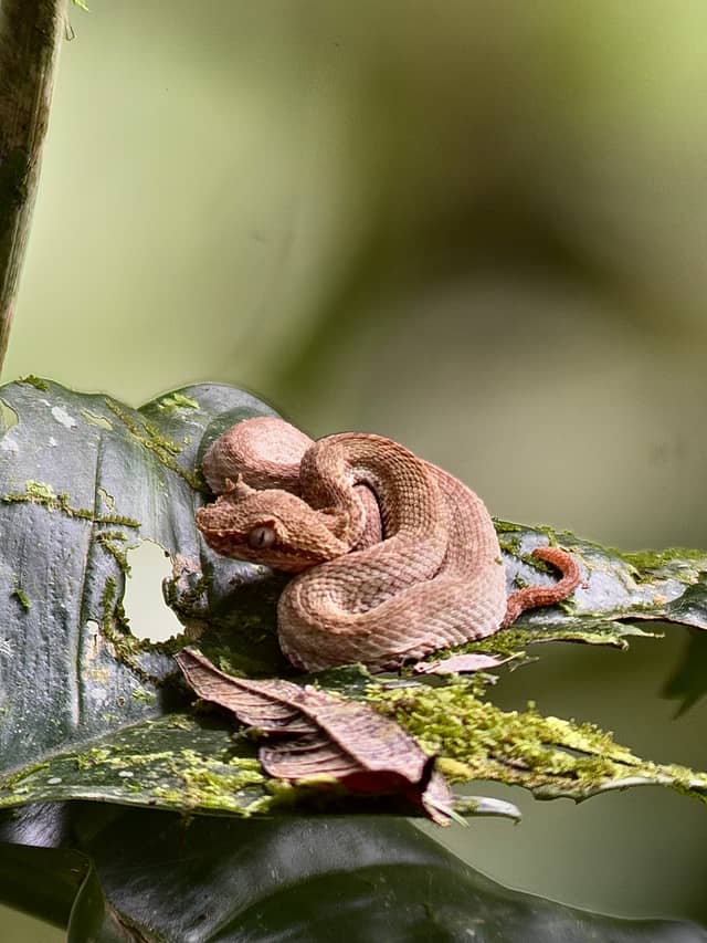 Arenal Rainforest Wildlife Trail - Image 1
