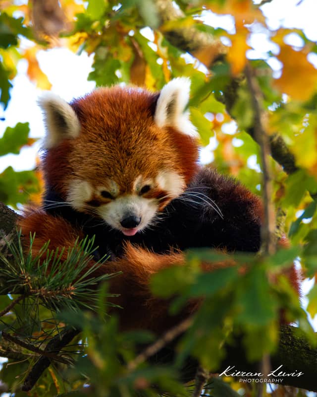 Chester Zoo - Image 1