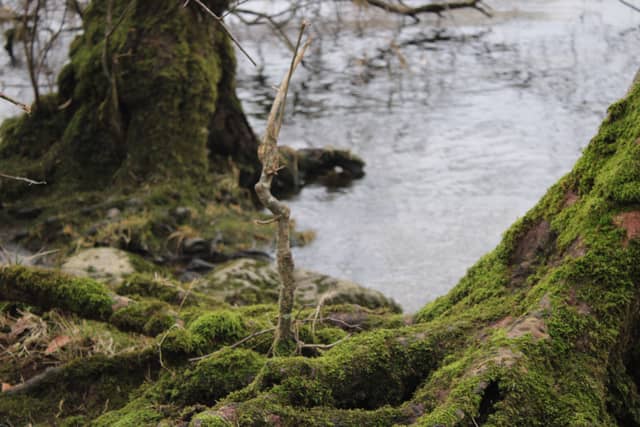 Mossy Banks of River Eamont - Image 1