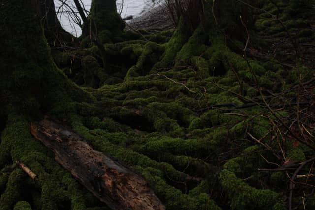 Windermere Woodland Shore - Image 1