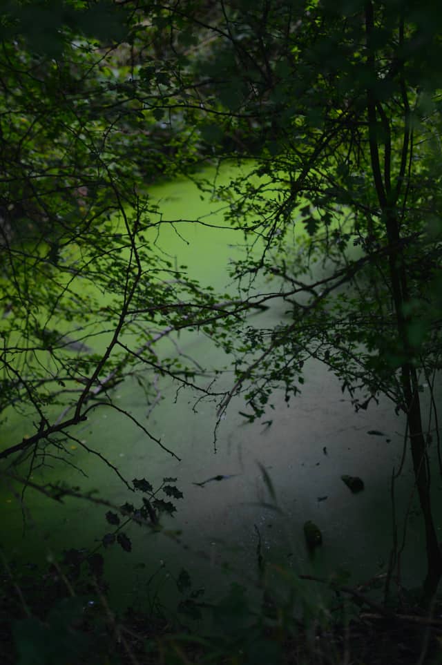 Cheshunt Hidden Pond - Image 1