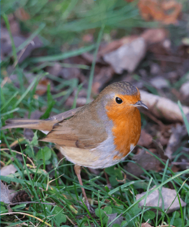 Backwell Garden Wildlife - Image 1